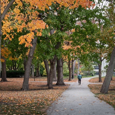 Person walking down path in autumn park, surrounded by colorful leaves and trees